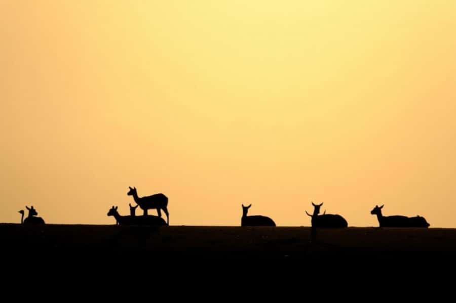 Riyadh: Open-Topped Vehicle Safari at Nofa Wildlife Park - Gazelles, predators, and the closer animal encounters
