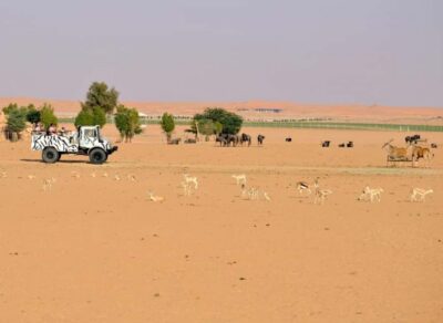 Riyadh: Open-Topped Vehicle Safari at Nofa Wildlife Park