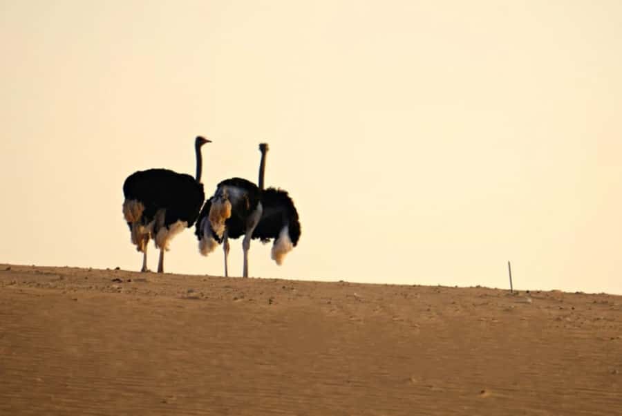 Riyadh: Open-Topped Vehicle Safari at Nofa Wildlife Park - Why the 90-minute length works
