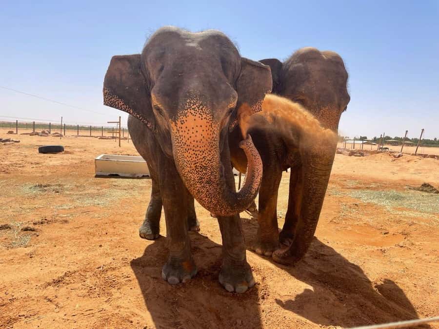 Riyadh: Open-Topped Vehicle Safari at Nofa Wildlife Park - Planning the visit from Riyadh