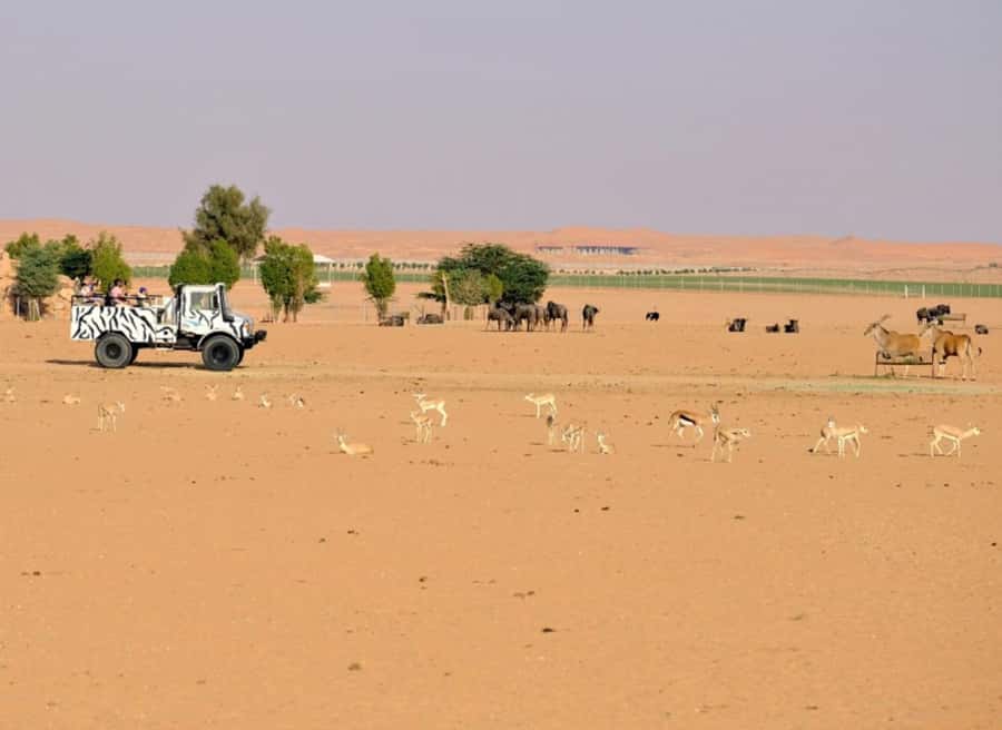 Riyadh: Open-Topped Vehicle Safari at Nofa Wildlife Park - A 90-minute ride built around animal sightings