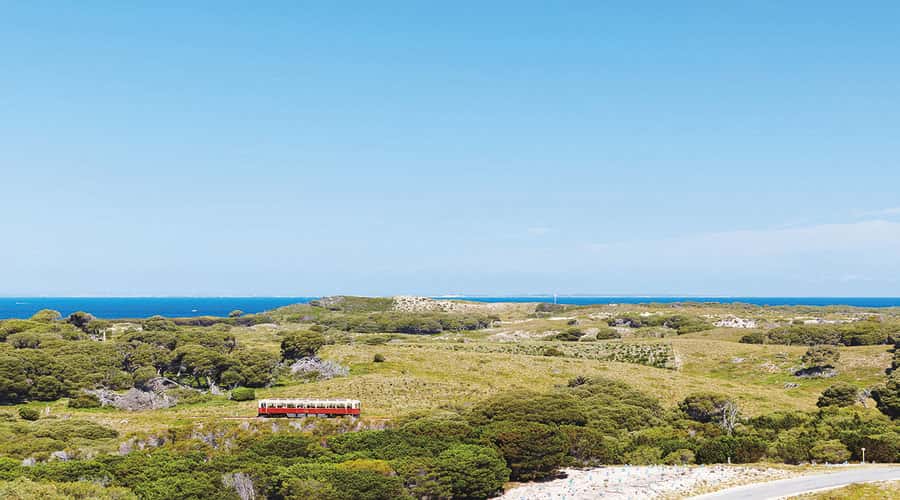 Rottnest Island: Grand Bus and Train Tour with Lunch - Quokkas, salt lakes, and island wildlife