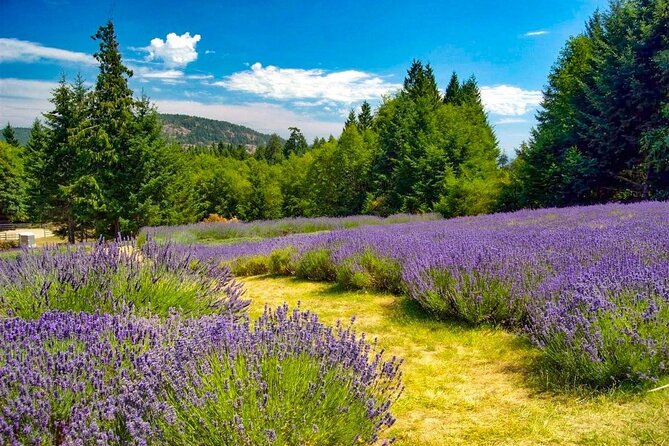 Salt Spring Island "Artisan Trail" Hop On Hop Off Tour! - Ganges Harbour is the right place to end