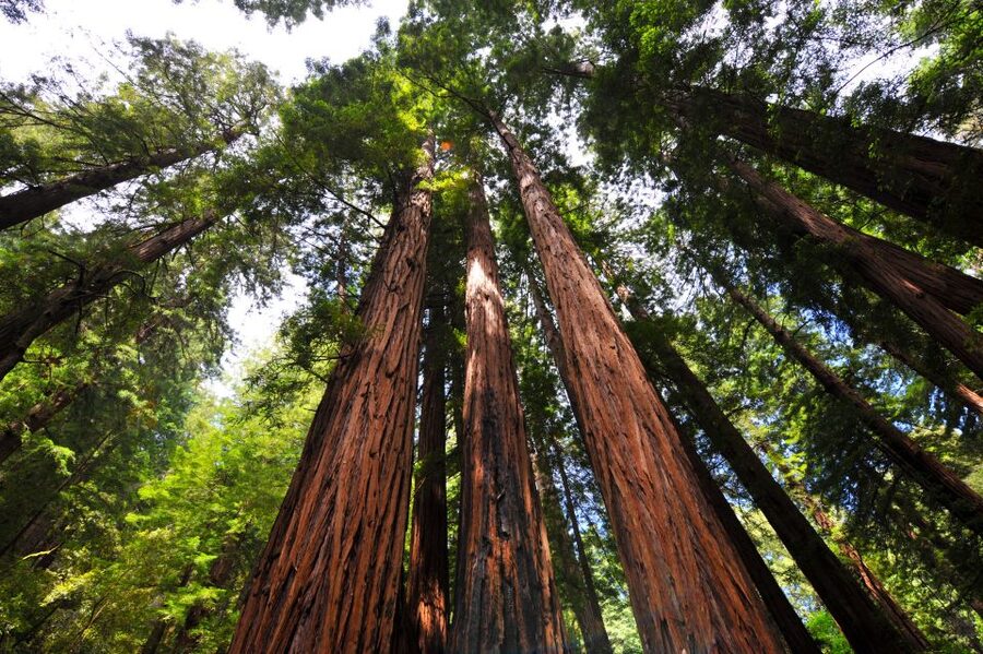 San Francisco: Hop-On Hop-Off + Muir Woods Tour - What this $159 combination actually gives you