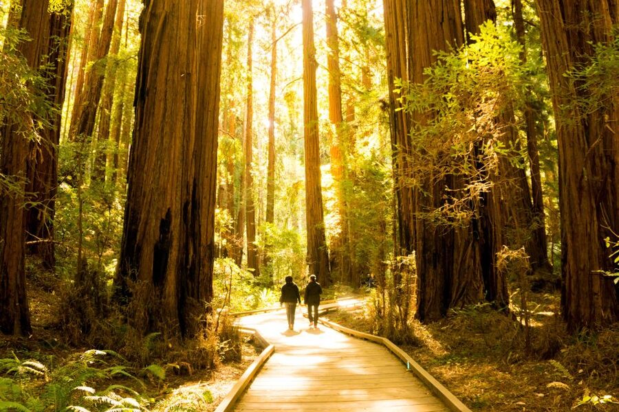 San Francisco: Hop-On Hop-Off + Muir Woods Tour - Walking beneath Muir Woods redwoods