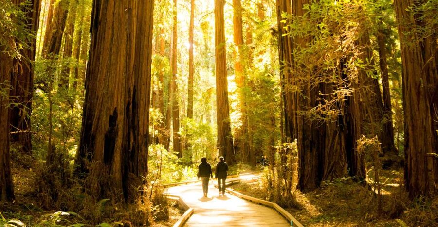 San Francisco: Hop-On Hop-Off + Muir Woods Tour - The Golden Gate route deserves a second look