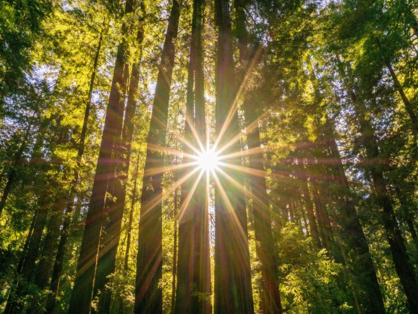 San Francisco: Hop-On Hop-Off + Muir Woods Tour - What the bus format does well, and where it falls short