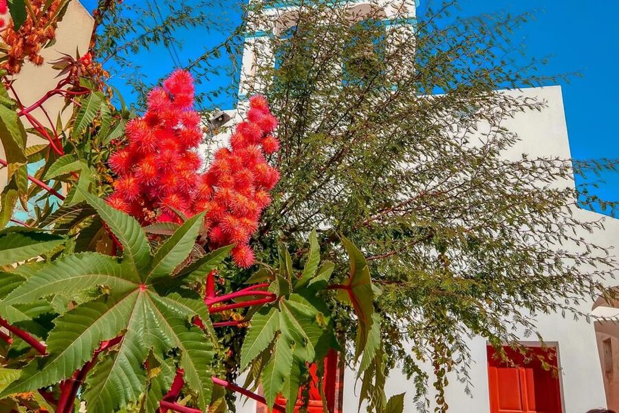 Santorini: Traditional Sightseeing Bus Tour with Oia Sunset - Oia sunset, the grand finale