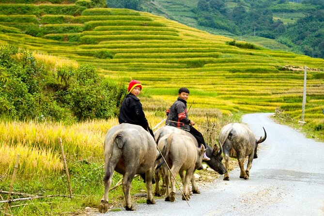 Sapa 3 Days Trekking Tour By Bus from Hanoi (2 Nights in Hotel) - Ta Phin and the Red Dao connection