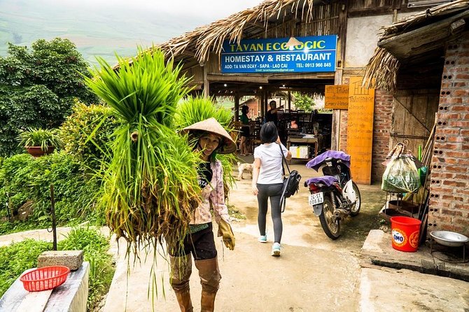 Sapa trekking 2days by bus from Hanoi ( over night in homestay) - Returning to Sapa, then Hanoi overnight by coach