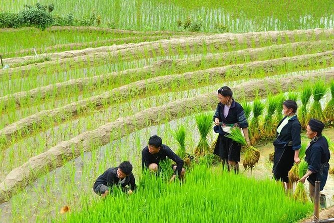 Sapa Trekking Tour 2 Days 1 Night By Bus - Guides, group size, and the human side of the trip