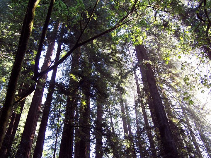 SF: Guided Muir Woods Tour & Hop-On Hop-Off Tour (Save 15%) - From Fisherman’s Wharf to the redwood canyon
