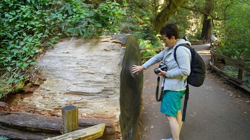 SF: Guided Muir Woods Tour & Hop-On Hop-Off Tour (Save 15%) - Ninety minutes beneath the coastal redwoods
