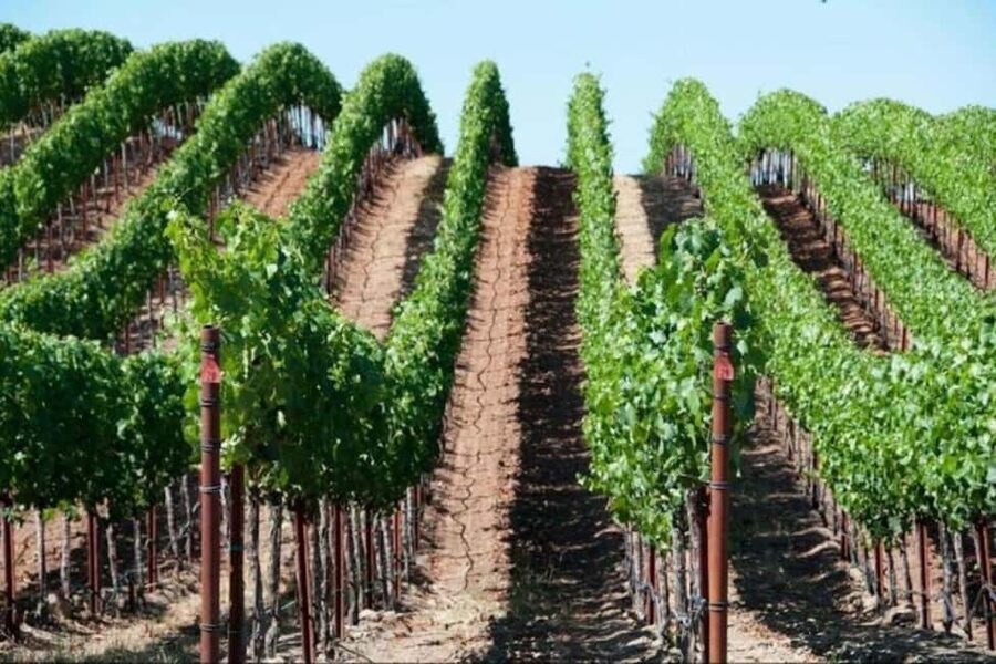SF: Napa & Sonoma Wine Tour & Hop-on Hop-off Tour (Save 15%) - Chinatown walking tour and the extra benefits