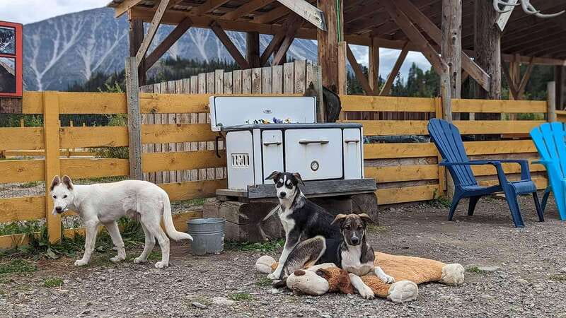Skagway: Klondike Highway & Yukon Bus Tour with Husky Kennel - Should you book it?