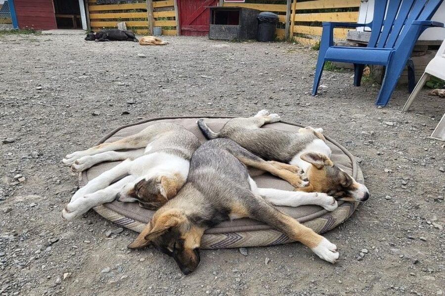 Skagway: Klondike Highway & Yukon Bus Tour with Husky Kennel - Meeting the dogs at Tagish Lake