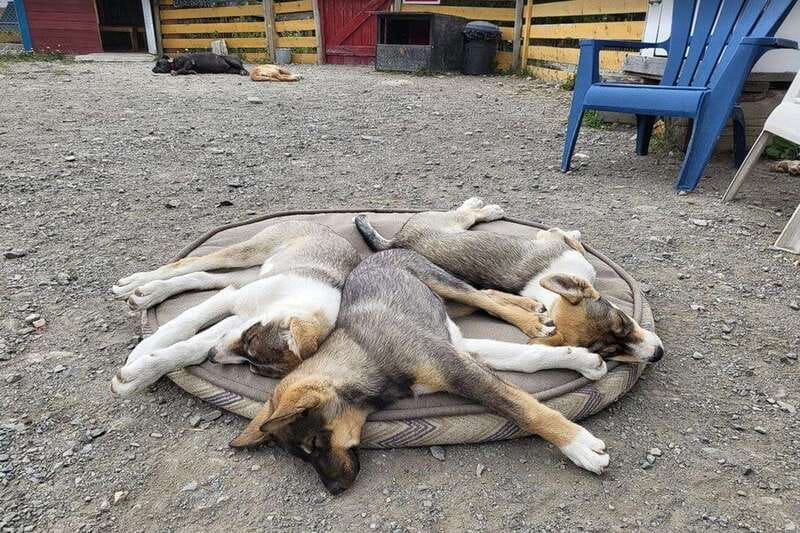Skagway: Klondike Highway & Yukon Bus Tour with Husky Kennel - Who should book this half-day outing?