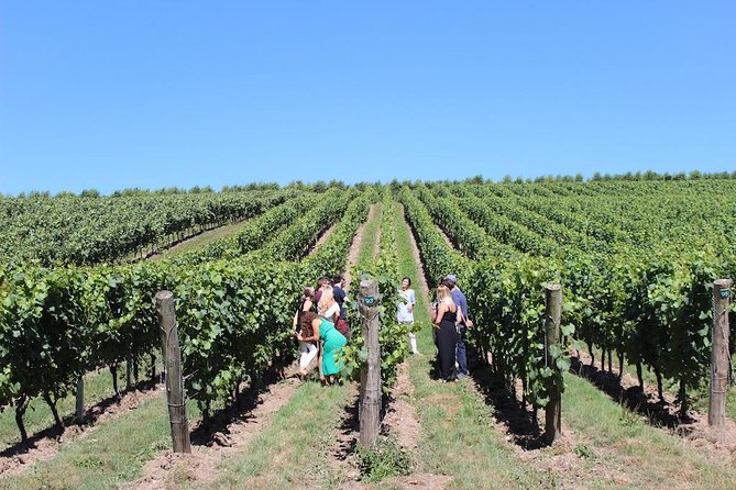 Sussex Vineyard & Winery Bus Tour on Iconic Vintage London Bus - The value of $201.20 per person