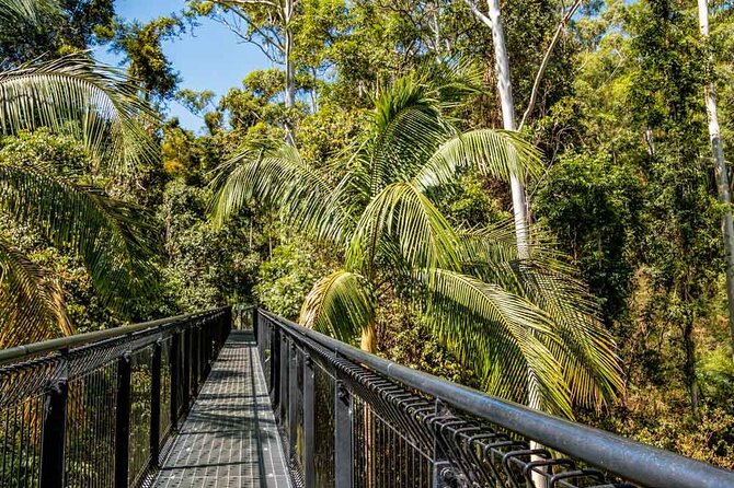 Tamborine Rainforest Skywalk + Hop on Hop off Bus - A Gold Coast escape with a different kind of bus