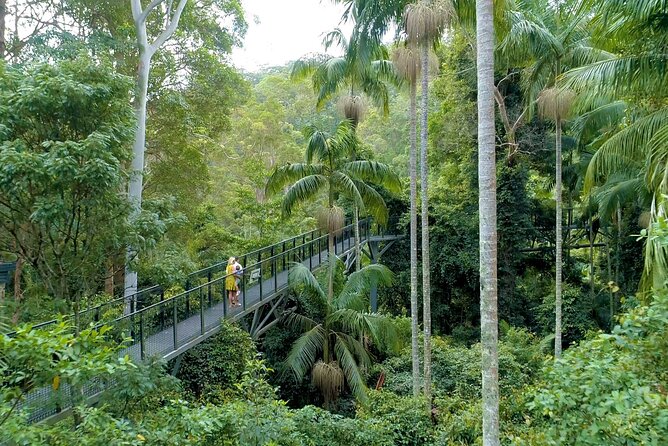 Tamborine Rainforest Skywalk + Hop on Hop off Bus - The morning drive from the Gold Coast