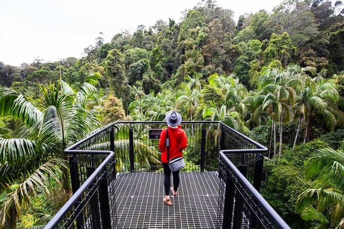 Tamborine Rainforest Skywalk + Hop on Hop off Bus - Tamborine National Park and Curtis Falls