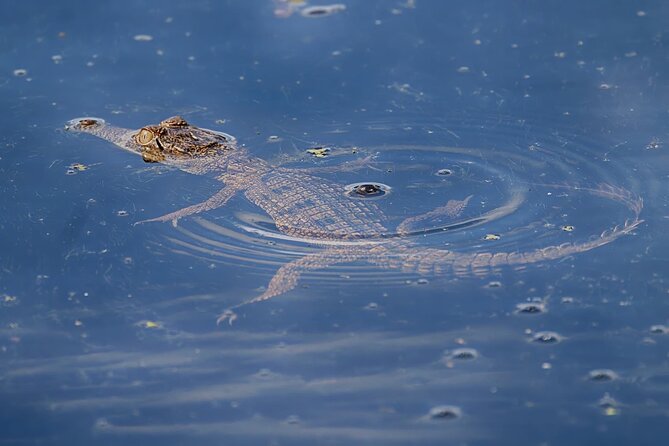 The Croc Bus to the Famous Jumping Crocodile Cruise - Who will enjoy this tour most?