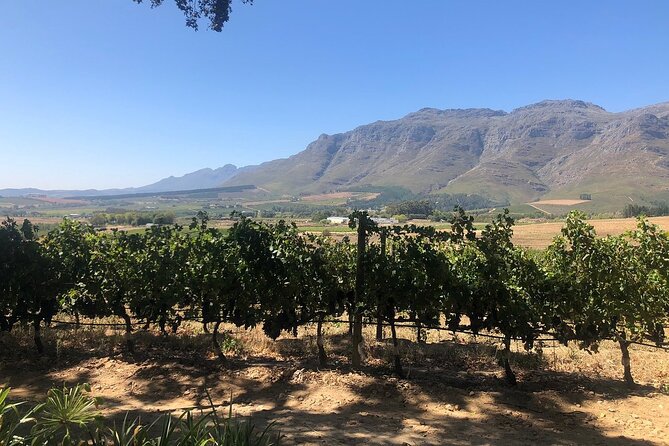 Vine Hopper: Hop-On Hop-Off Wine Tour - Northern Route - Delheim and Warwick are good places to slow down